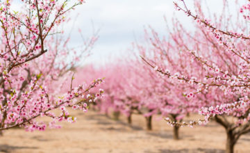 A,Field,Of,Blossoming,Almond,Trees.,Shallow,Depth,Of,Field