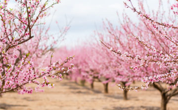 A,Field,Of,Blossoming,Almond,Trees.,Shallow,Depth,Of,Field